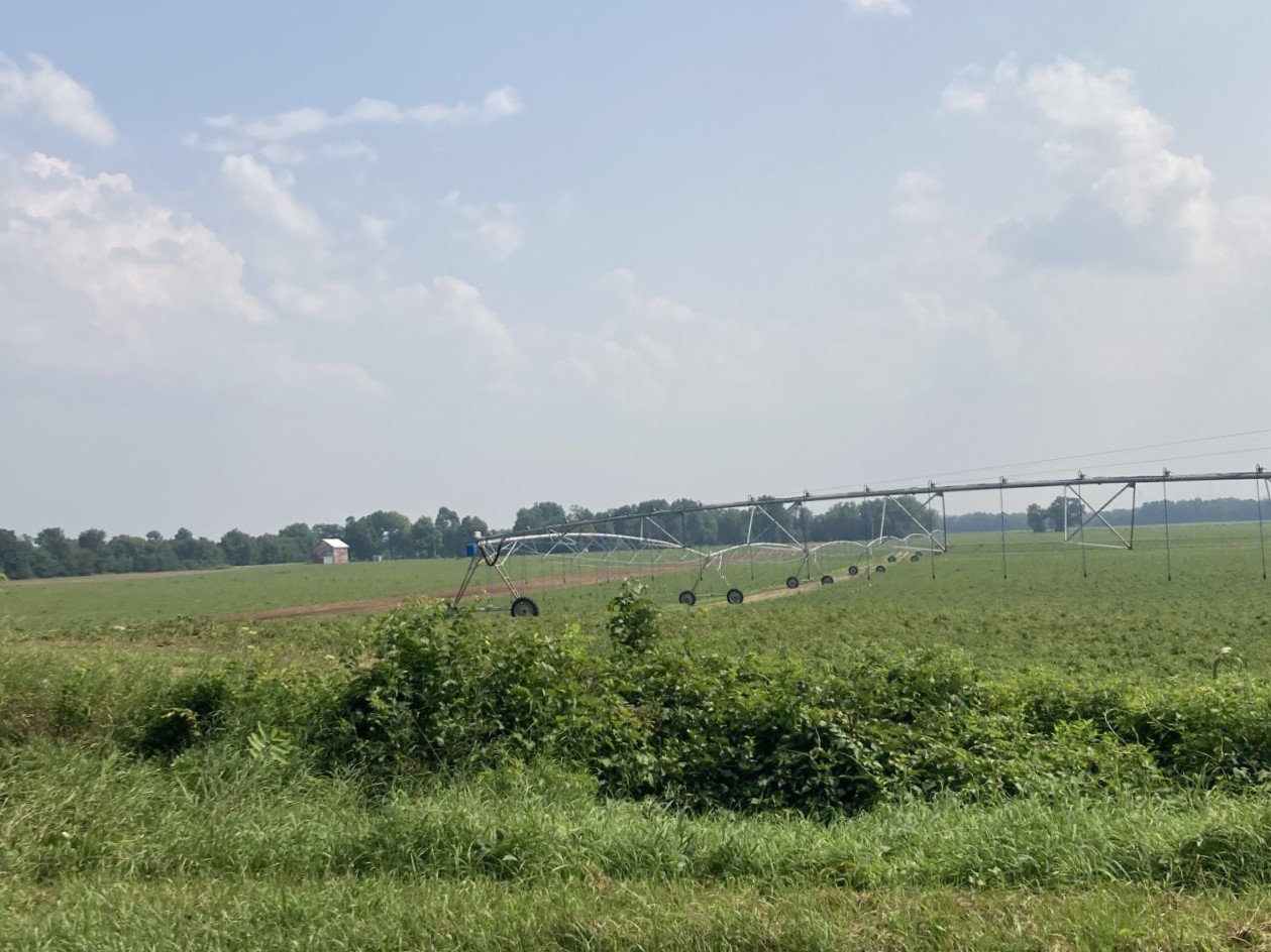 25 harvest green dig.jpg